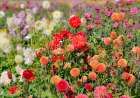 USA, Oregon. Dahlias in summer bloom. Art Print
